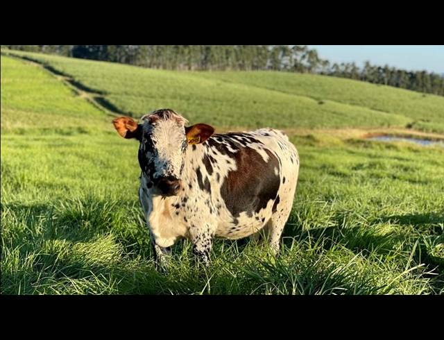 LAND FOR SALE IN MOUNT VERDE